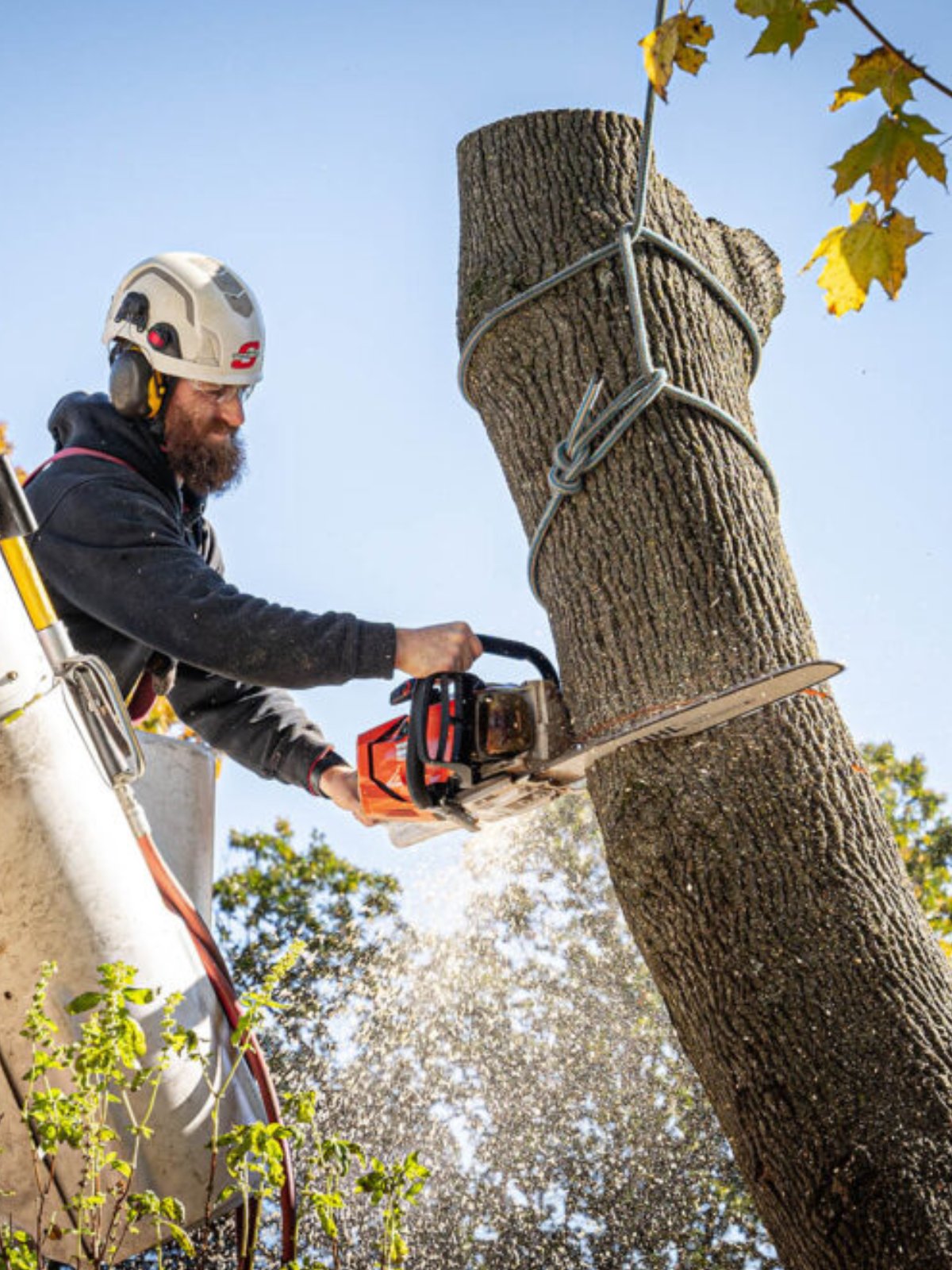 Lorenzo´s Tree Services