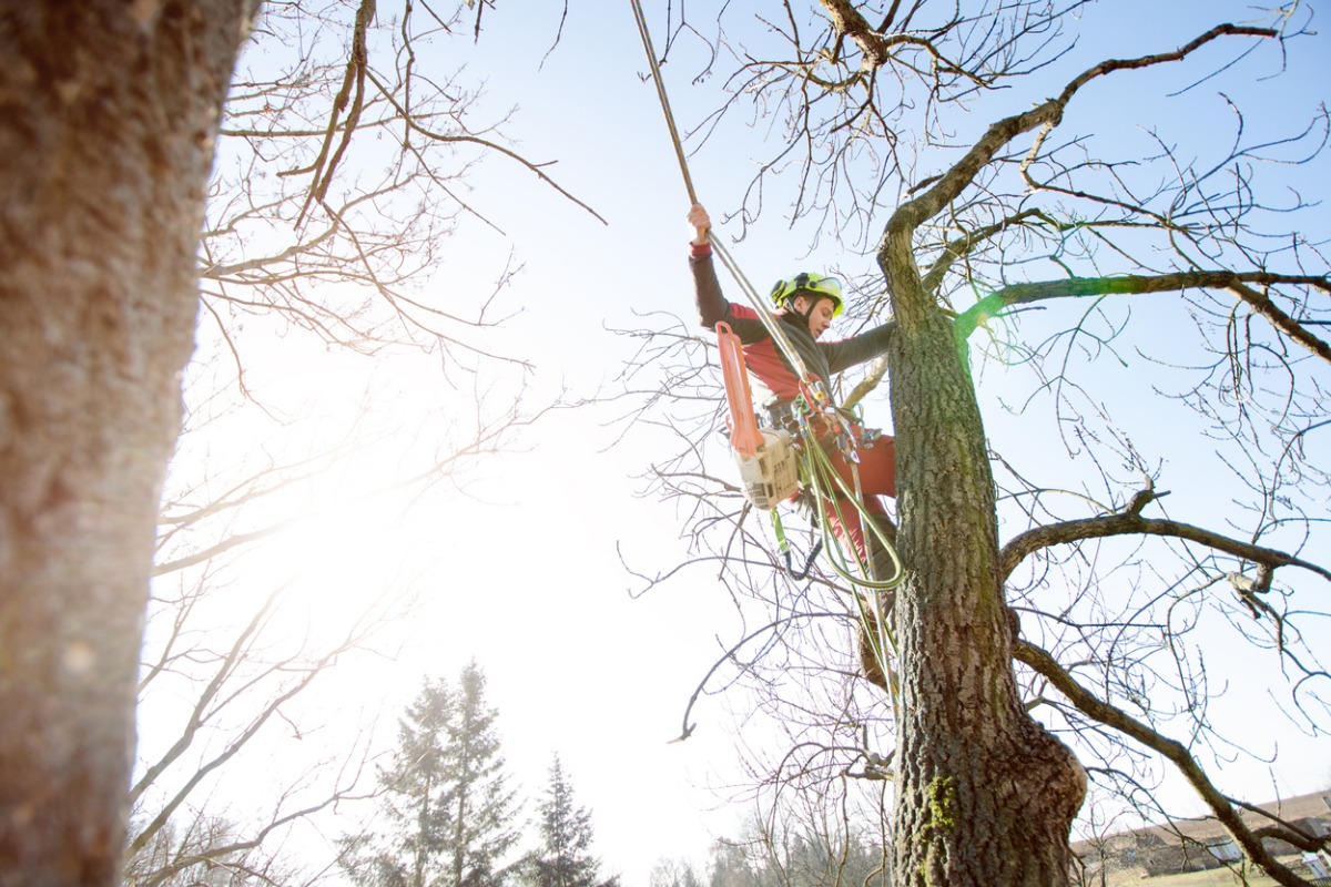 Lorenzo´s Tree Services